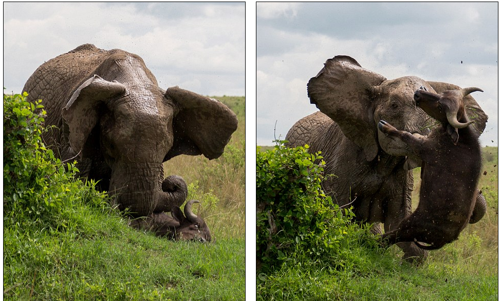 Elephant ragdolls a buffalo | FIVEaa
