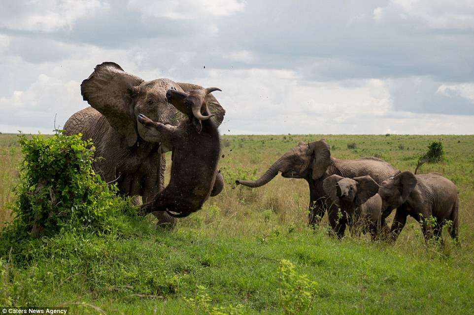 Elephant ragdolls a buffalo | FIVEaa